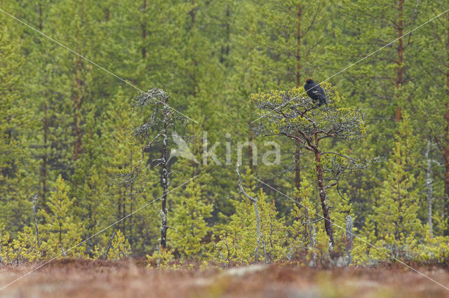 Black Grouse (Tetrao tetrix)