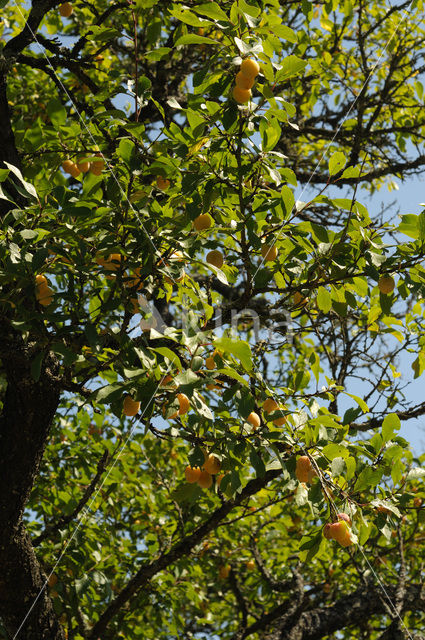 Bullace (Prunus domestica insititia)