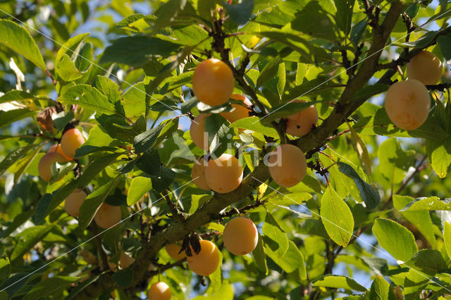 Bullace (Prunus domestica insititia)