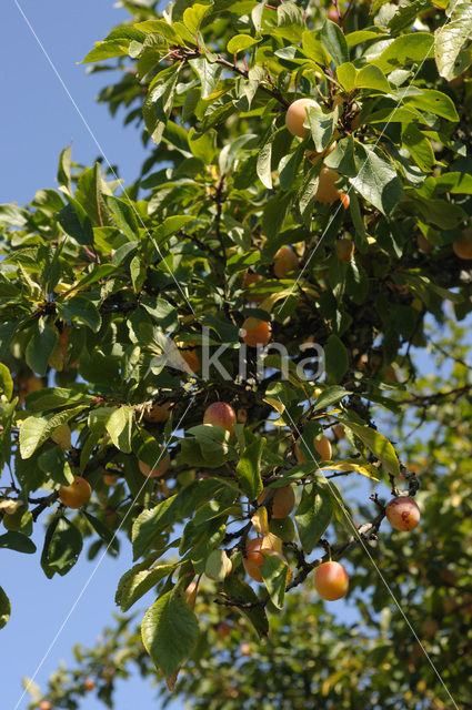 Bullace (Prunus domestica insititia)