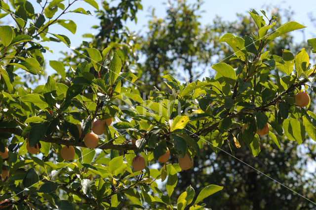 Bullace (Prunus domestica insititia)