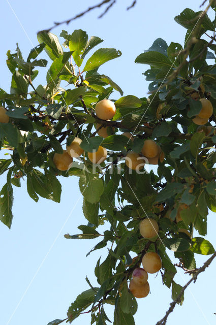 Bullace (Prunus domestica insititia)