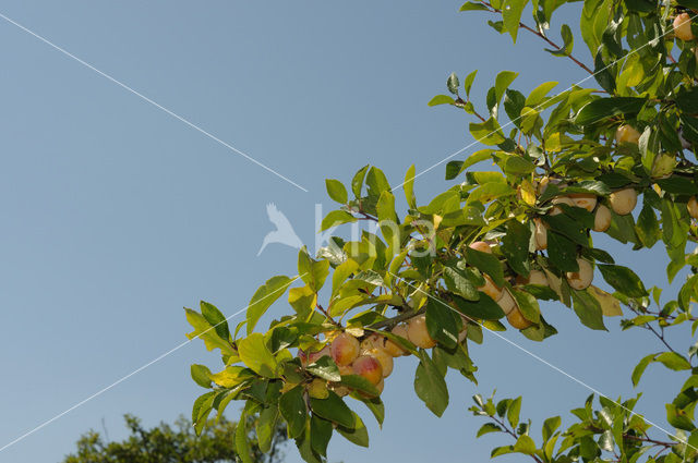 Bullace (Prunus domestica insititia)