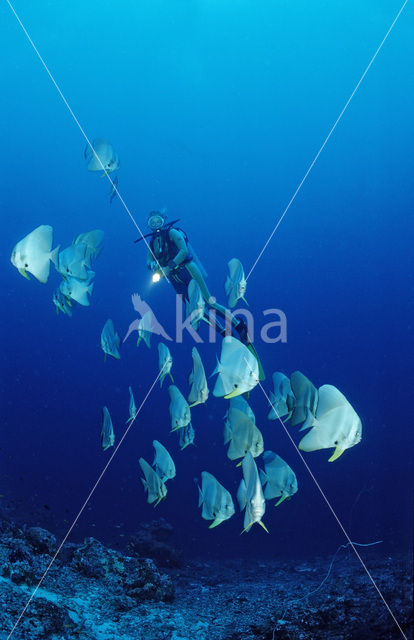 Langvin Vleermuisvis (Platax teira)