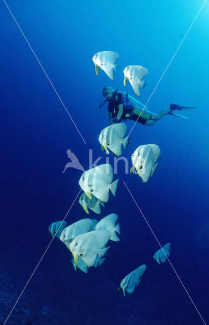 Langvin Vleermuisvis (Platax teira)