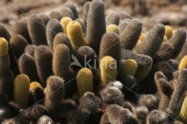 Lava cactus (Brachycereus nesioticus)