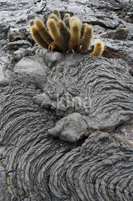 Lava cactus (Brachycereus nesioticus)