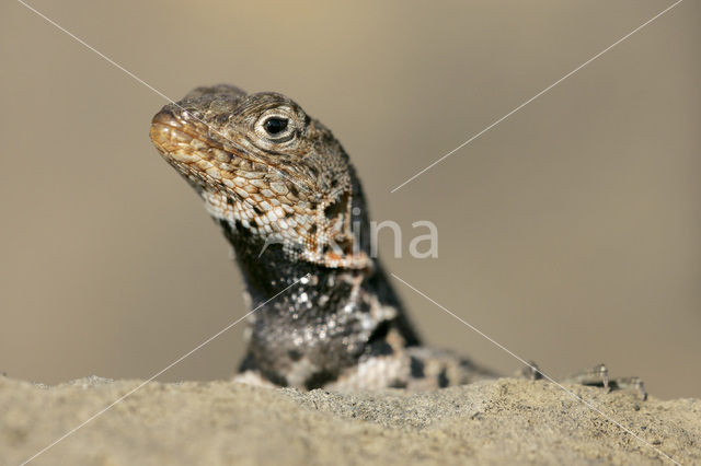 Lava lizard (Tropidurus spec.)