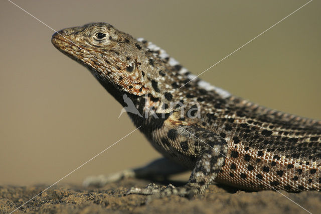 Lava lizard (Tropidurus spec.)