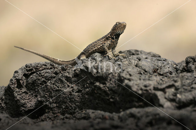 Lava lizard (Tropidurus spec.)