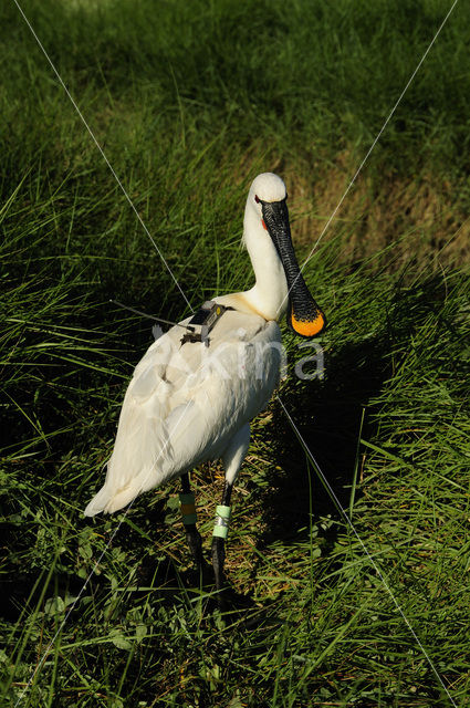 Lepelaar (Platalea leucorodia)