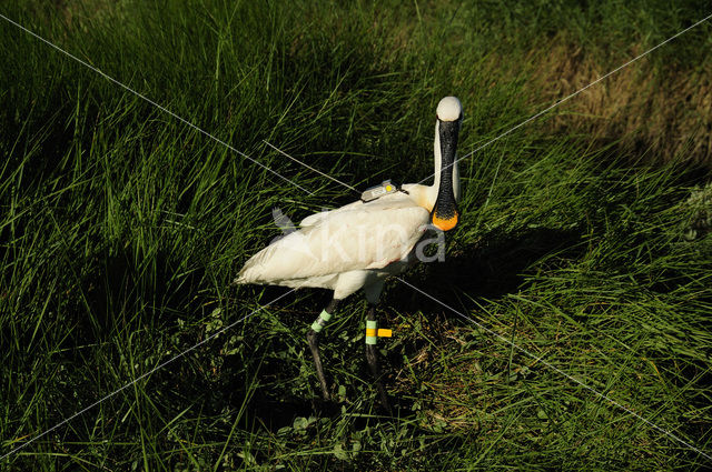 Lepelaar (Platalea leucorodia)