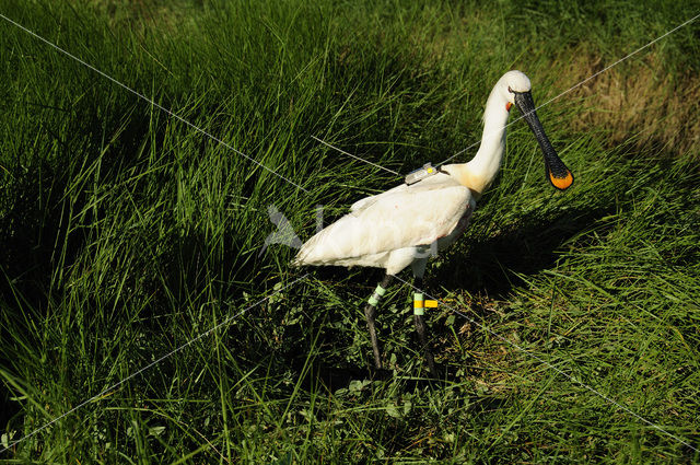 Lepelaar (Platalea leucorodia)