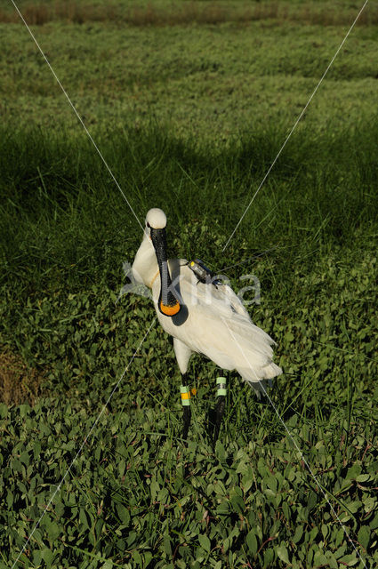 Eurasian Spoonbill (Platalea leucorodia)