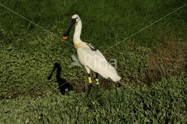 Eurasian Spoonbill (Platalea leucorodia)