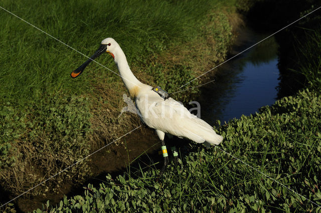 Eurasian Spoonbill (Platalea leucorodia)