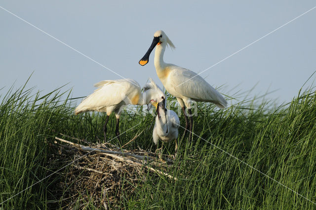 Eurasian Spoonbill (Platalea leucorodia)