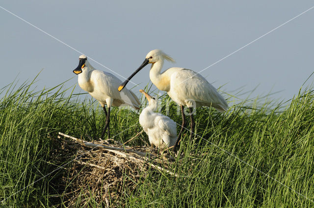 Eurasian Spoonbill (Platalea leucorodia)