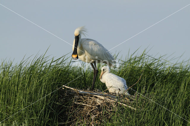 Lepelaar (Platalea leucorodia)