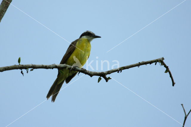 Lesser Kiskadee (Philohydor lictor)