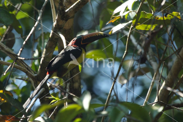 Lettered Aracari (Pteroglossus inscriptus)