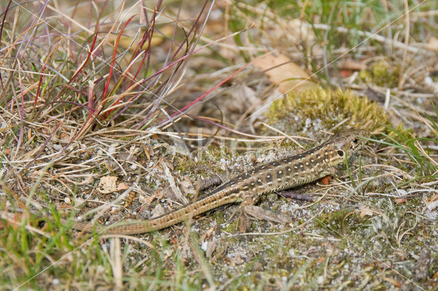 Viviparous Lizard (Zootoca vivipara)