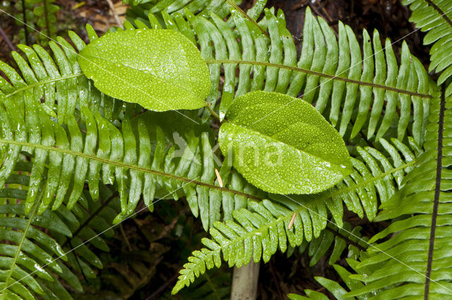 Licorice Fern (Polypodium glycyrrhiza)