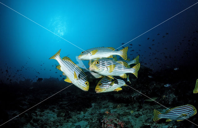 Oriental sweetlips (Plectorhinchus orientalis)