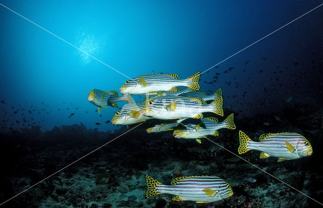 Oriental sweetlips (Plectorhinchus orientalis)