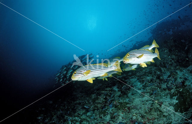 Lipvis (Plectorhinchus orientalis)