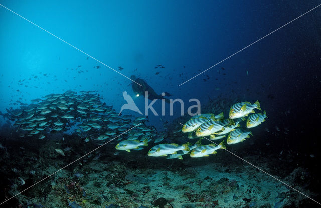 Oriental sweetlips (Plectorhinchus orientalis)