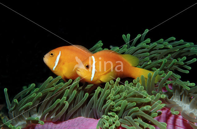 Maladiven Anemoonvis (Amphiprion nigripes)