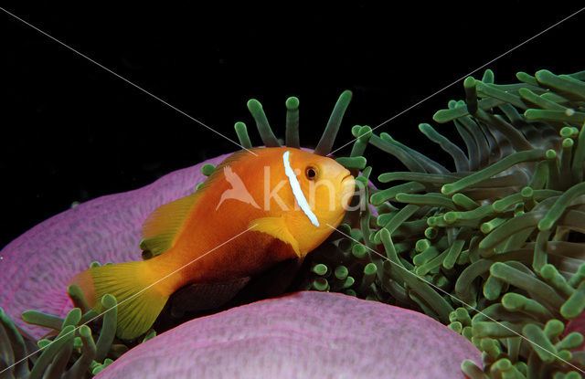 Maladiven Anemoonvis (Amphiprion nigripes)