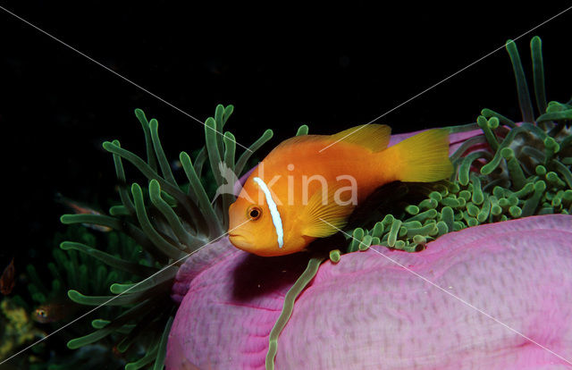 Maladiven Anemoonvis (Amphiprion nigripes)