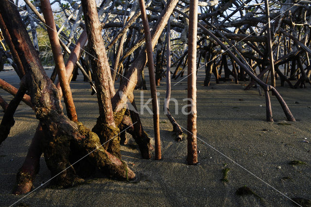 Mangrove