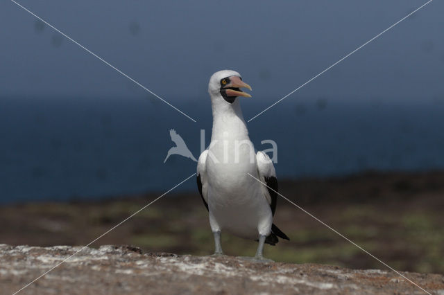 Masked booby (Sula dactylatra)