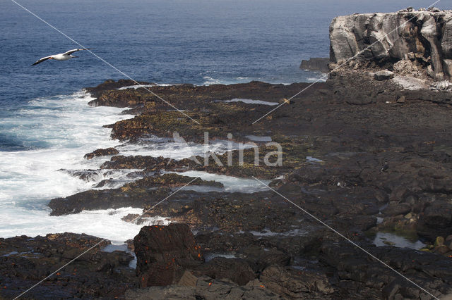 Masked booby (Sula dactylatra)