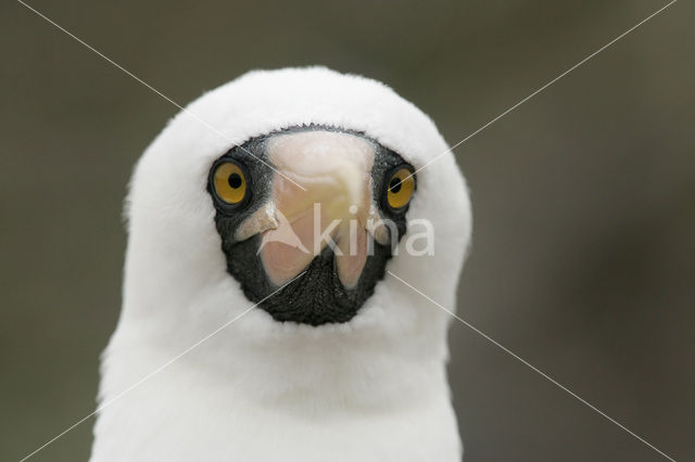 Masked booby (Sula dactylatra)