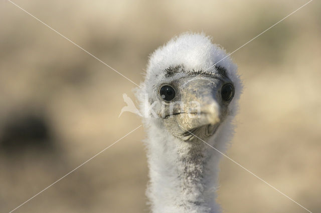 Masked booby (Sula dactylatra)