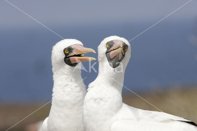 Masked booby (Sula dactylatra)