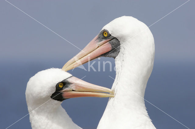 Masked booby (Sula dactylatra)