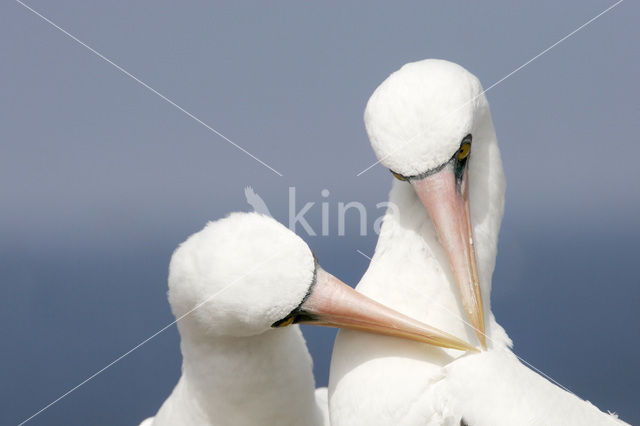 Masked booby (Sula dactylatra)
