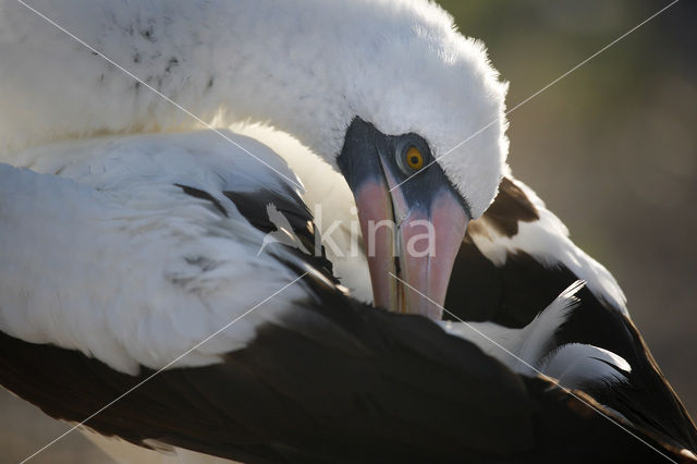 Masked booby (Sula dactylatra)