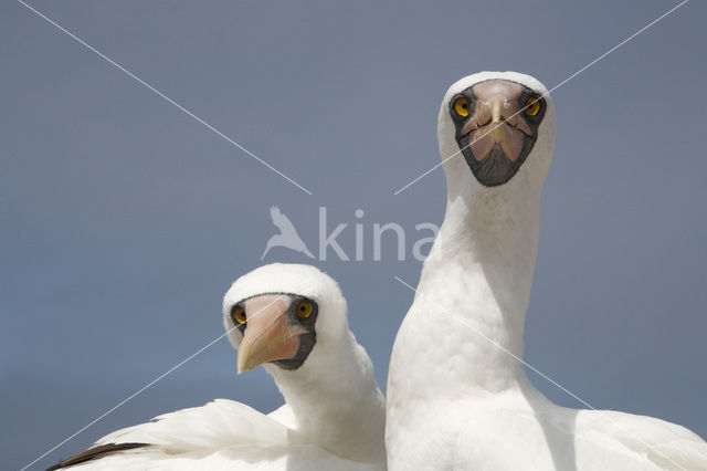 Maskergent (Sula dactylatra)