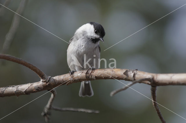 Willow Tit (Parus montanus)