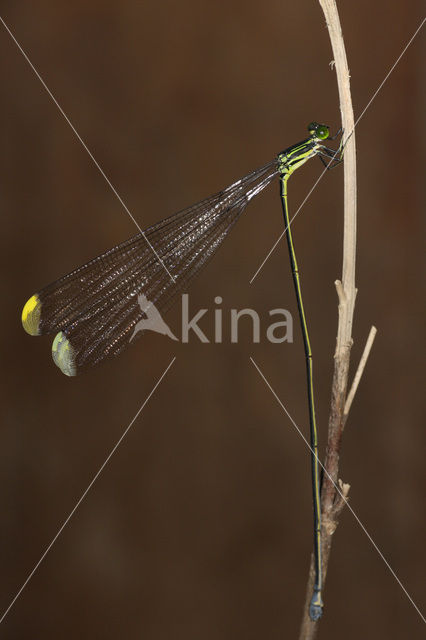 Mecistogaster linearis
