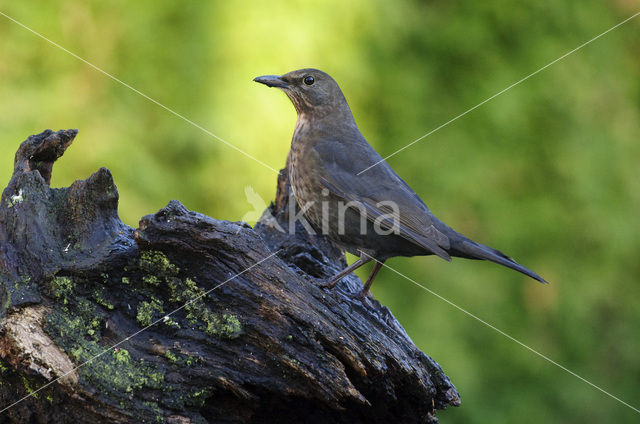 Eurasian Blackbird (Turdus merula)