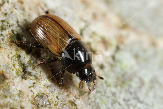 Dung beetle (Aphodius foetidus)