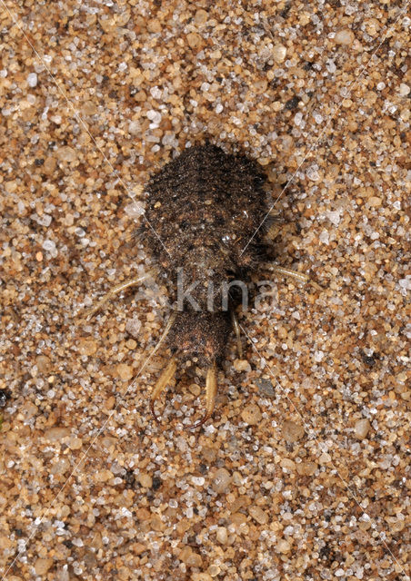 Ant-Lion (Myrmeleon formicarius)