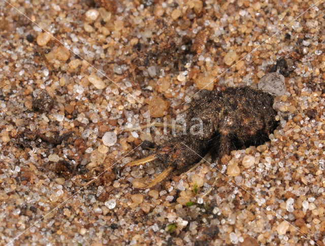 Ant-Lion (Myrmeleon formicarius)